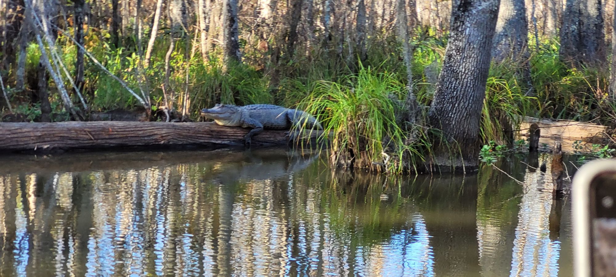 Honey Island Swamp Tour