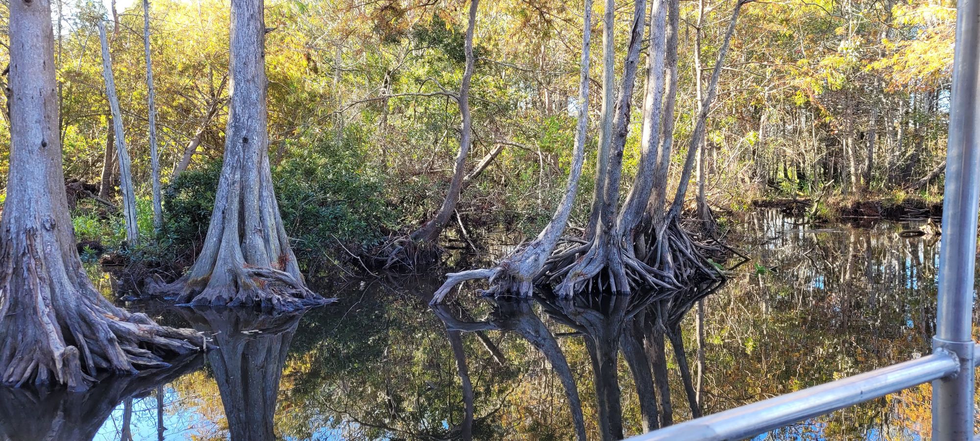 Honey Island Swamp Tour