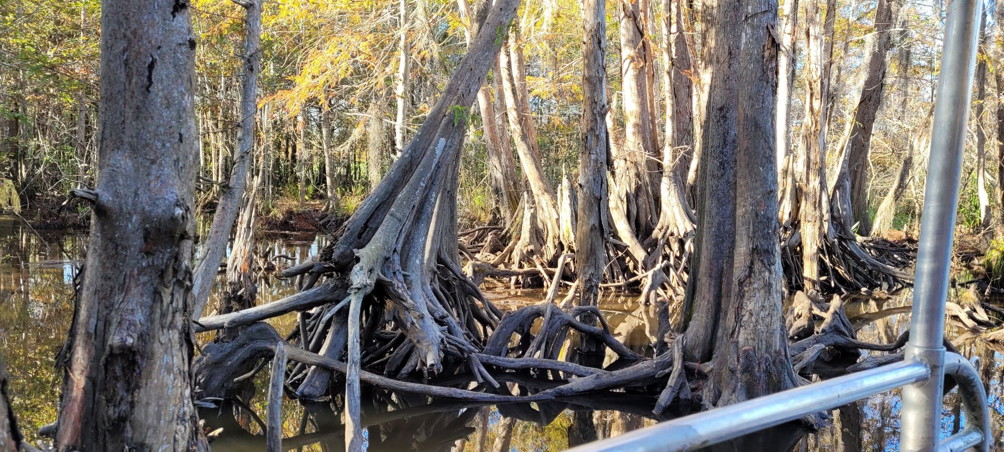 Honey Island Swamp Tour