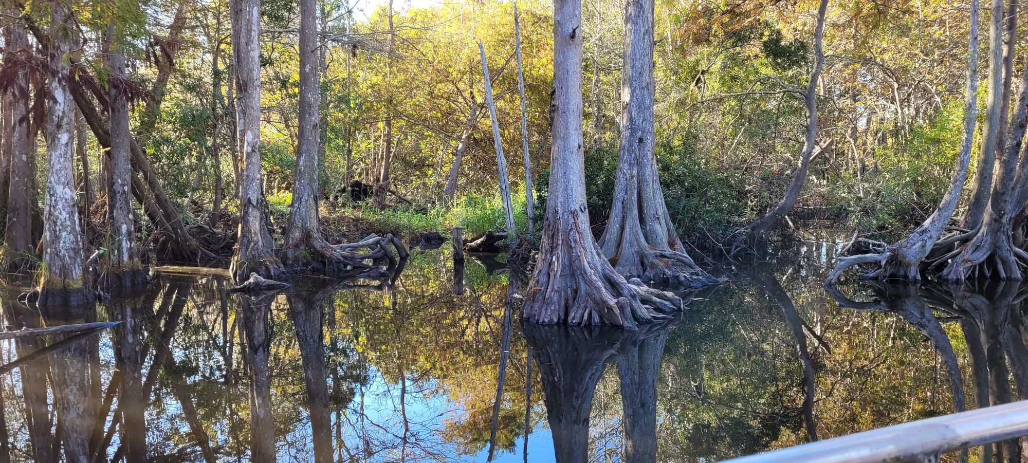 Honey Island Swamp Tour