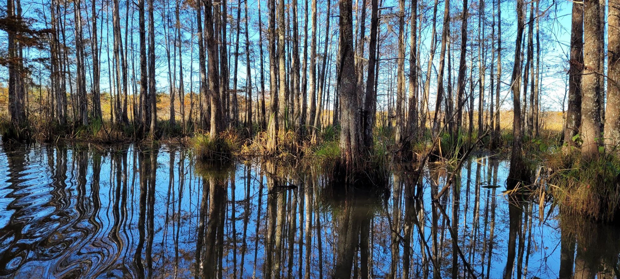 Honey Island Swamp Tour